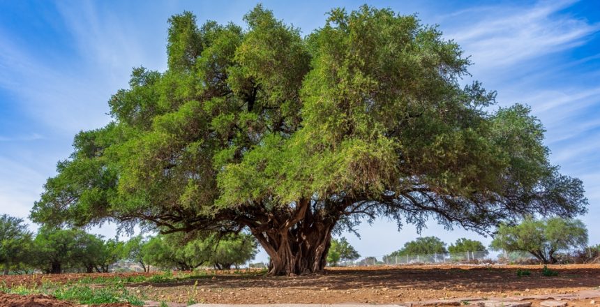 A,Sturdy,Argan,Tree,With,Ripe,Yellow,Fruits,Among,Dense